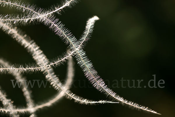 Haar-Pfriemengras (Stipa capillata)