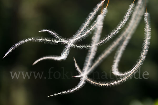 Haar-Pfriemengras (Stipa capillata)