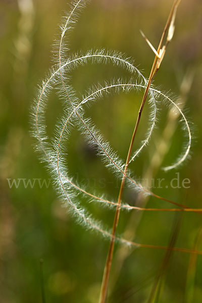 Haar-Pfriemengras (Stipa capillata)