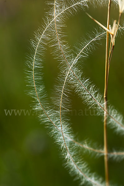 Haar-Pfriemengras (Stipa capillata)