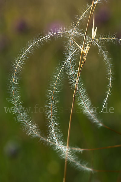 Haar-Pfriemengras (Stipa capillata)