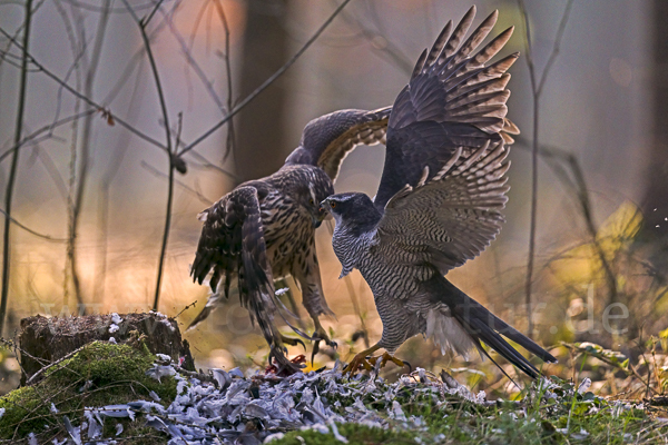 Habicht (Accipiter gentilis)