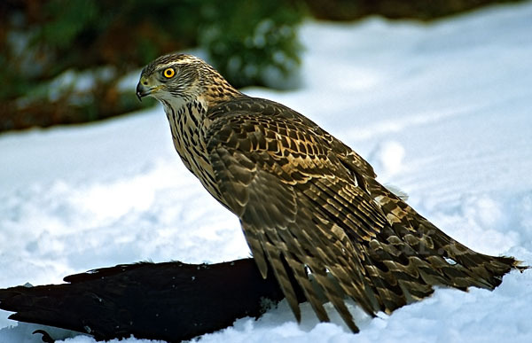 Habicht (Accipiter gentilis)