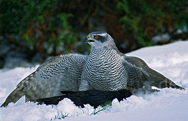 Habicht (Accipiter gentilis)