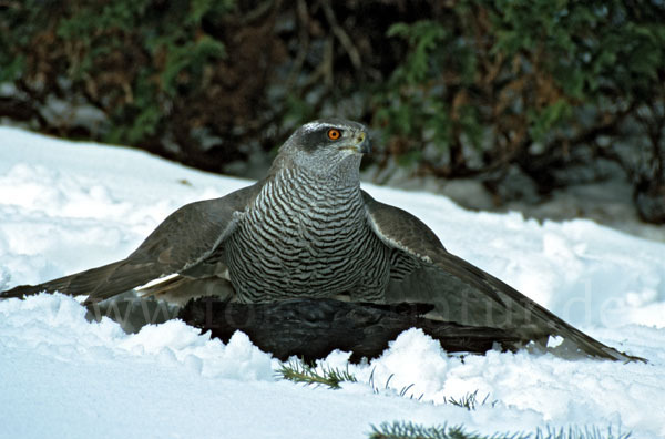 Habicht (Accipiter gentilis)