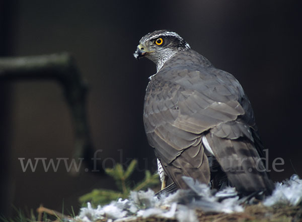 Habicht (Accipiter gentilis)