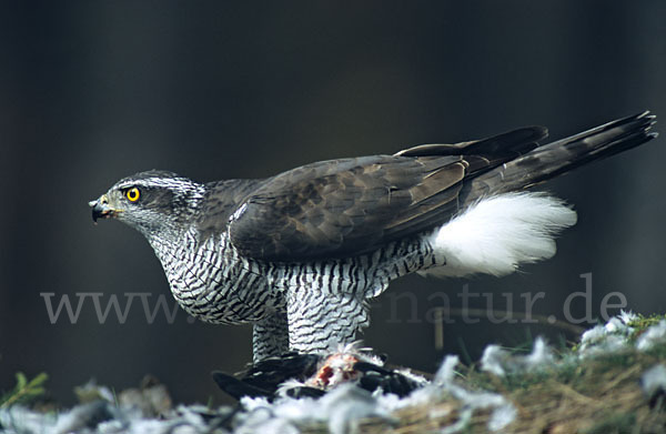 Habicht (Accipiter gentilis)