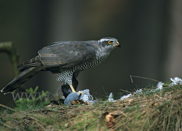 Habicht (Accipiter gentilis)