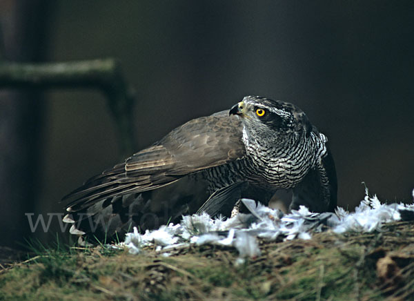 Habicht (Accipiter gentilis)