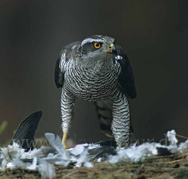 Habicht (Accipiter gentilis)