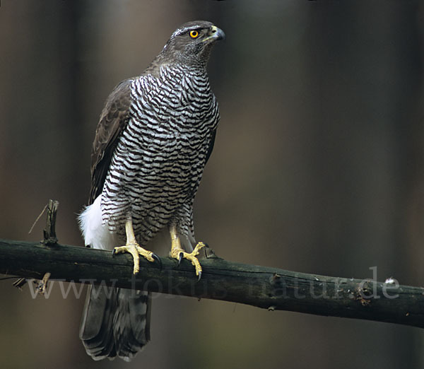 Habicht (Accipiter gentilis)