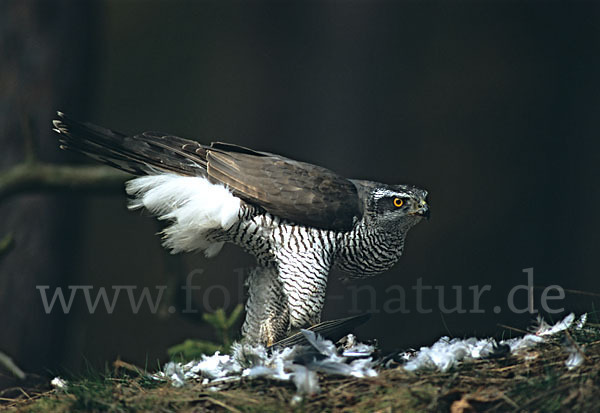 Habicht (Accipiter gentilis)