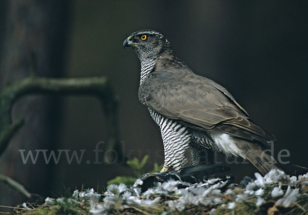 Habicht (Accipiter gentilis)