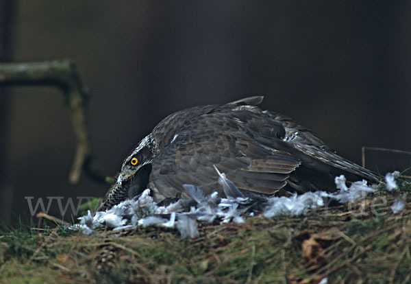 Habicht (Accipiter gentilis)