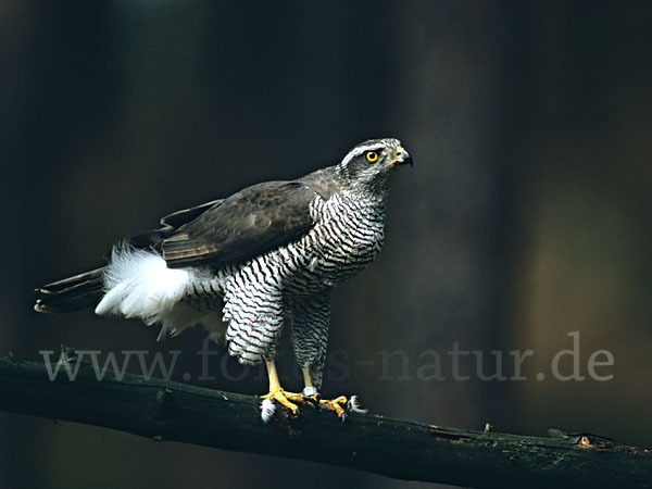 Habicht (Accipiter gentilis)