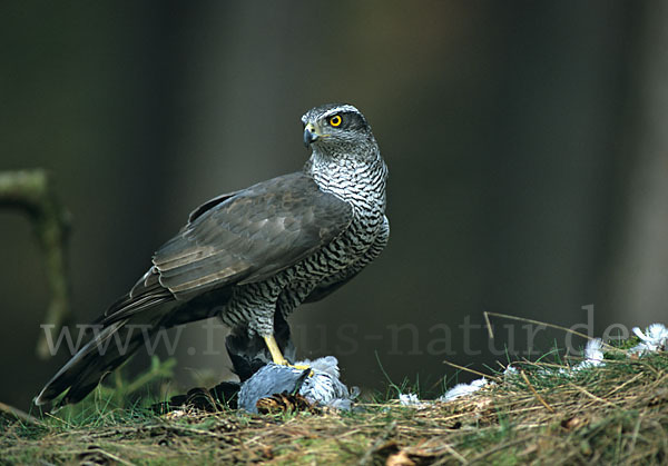 Habicht (Accipiter gentilis)