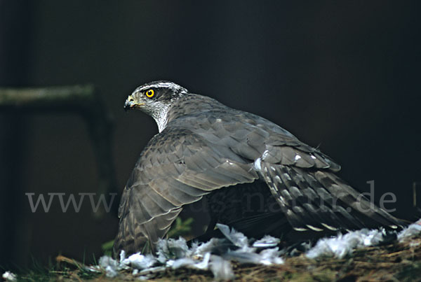 Habicht (Accipiter gentilis)