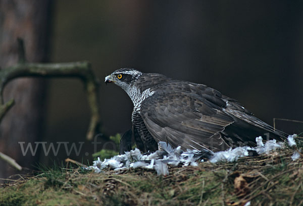 Habicht (Accipiter gentilis)