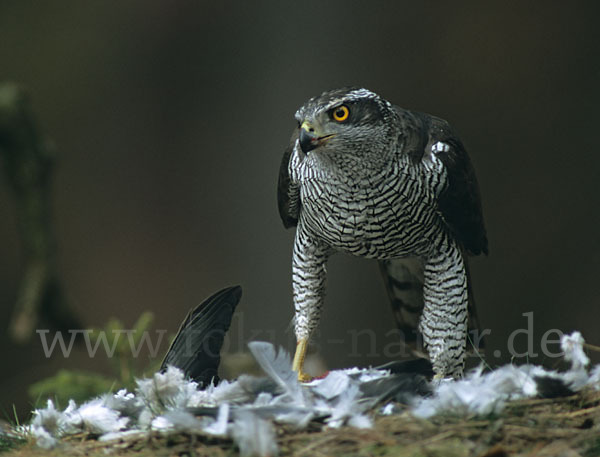 Habicht (Accipiter gentilis)