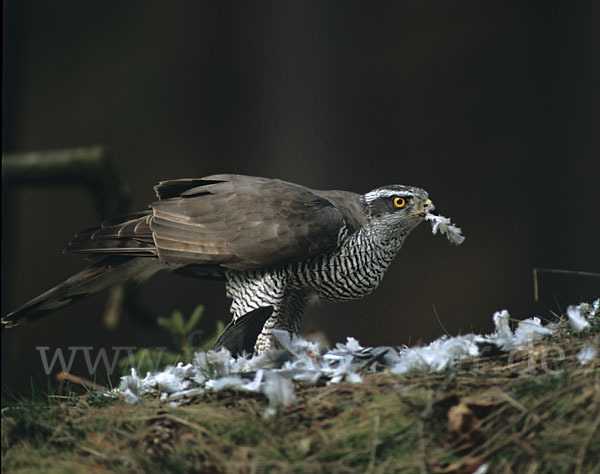 Habicht (Accipiter gentilis)