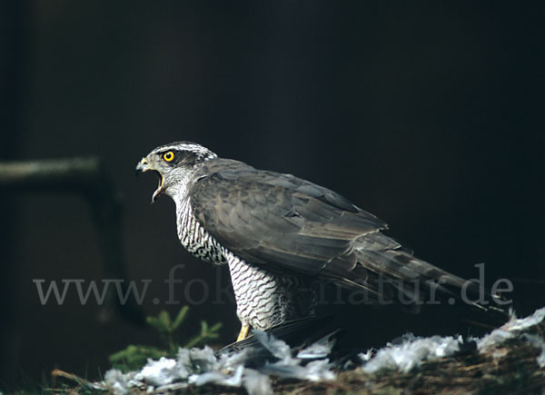 Habicht (Accipiter gentilis)