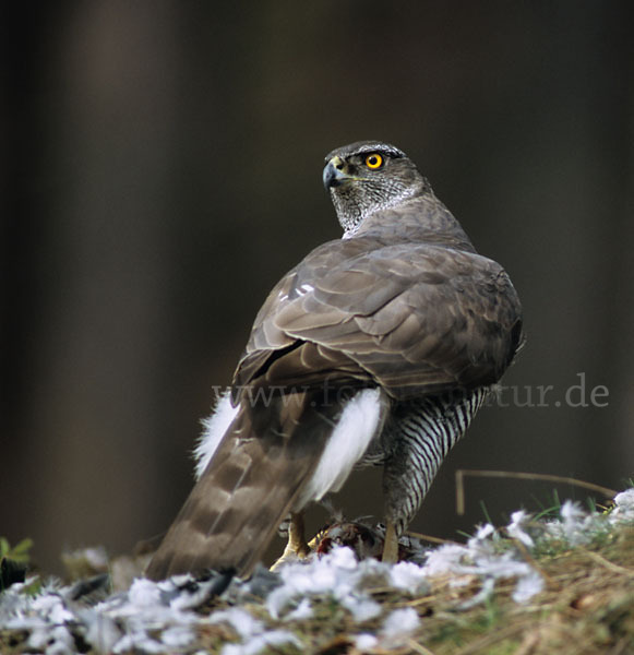 Habicht (Accipiter gentilis)