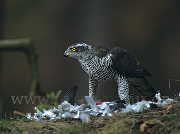 Habicht (Accipiter gentilis)