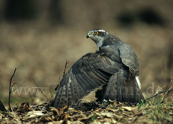 Habicht (Accipiter gentilis)