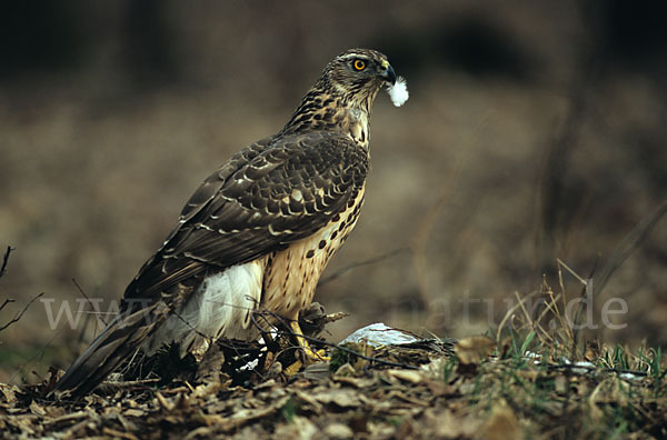 Habicht (Accipiter gentilis)