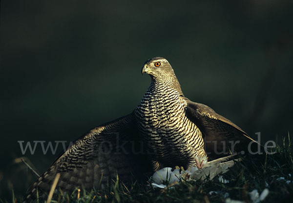 Habicht (Accipiter gentilis)