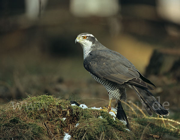 Habicht (Accipiter gentilis)