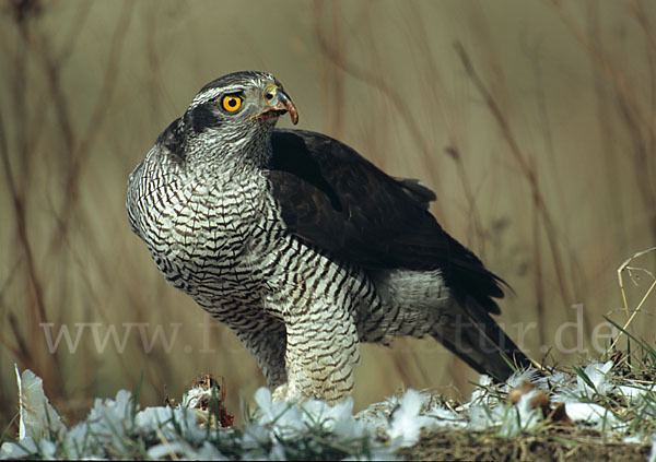 Habicht (Accipiter gentilis)