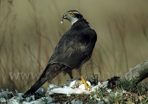 Habicht (Accipiter gentilis)