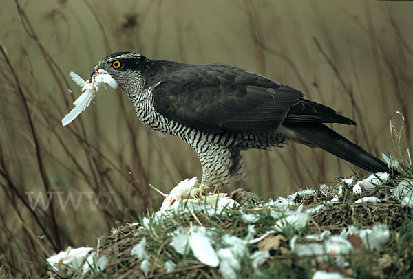 Habicht (Accipiter gentilis)