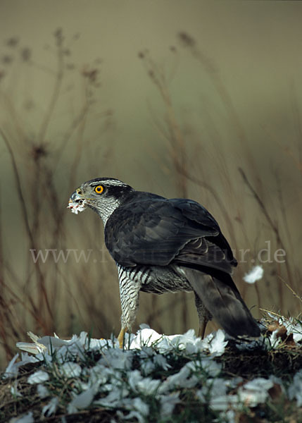 Habicht (Accipiter gentilis)