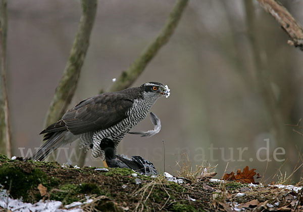 Habicht (Accipiter gentilis)