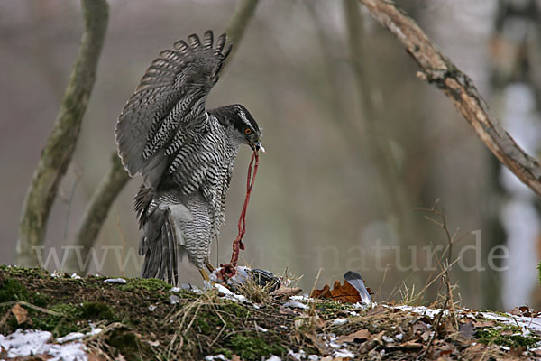 Habicht (Accipiter gentilis)