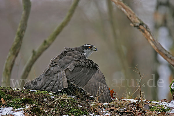 Habicht (Accipiter gentilis)