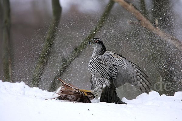 Habicht (Accipiter gentilis)