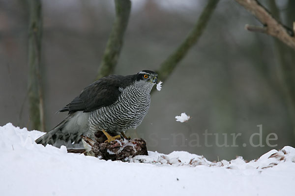 Habicht (Accipiter gentilis)