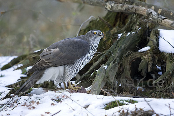 Habicht (Accipiter gentilis)