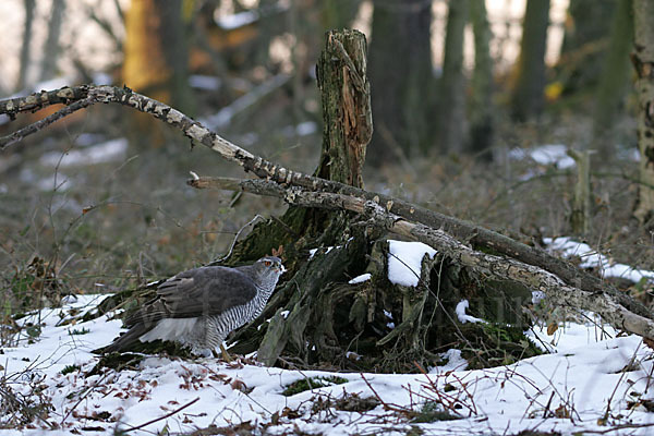 Habicht (Accipiter gentilis)