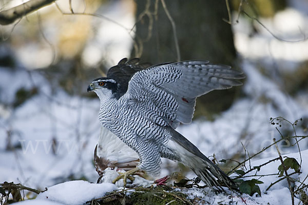 Habicht (Accipiter gentilis)