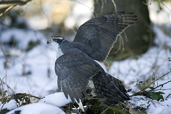 Habicht (Accipiter gentilis)