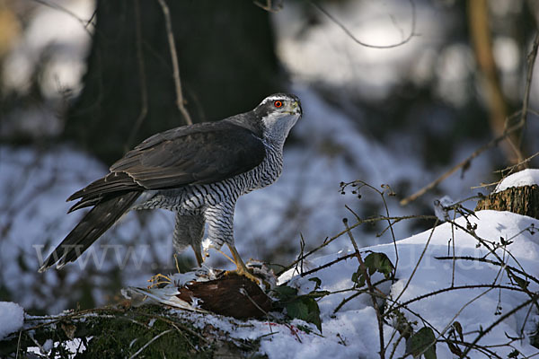 Habicht (Accipiter gentilis)