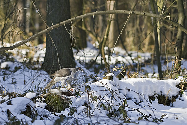 Habicht (Accipiter gentilis)