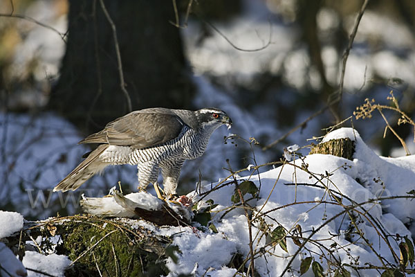 Habicht (Accipiter gentilis)