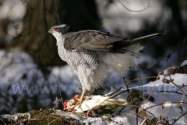 Habicht (Accipiter gentilis)