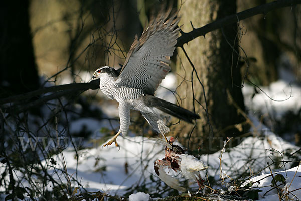 Habicht (Accipiter gentilis)