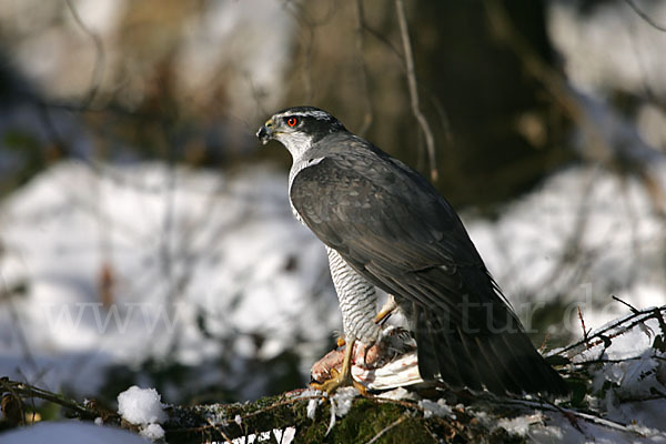 Habicht (Accipiter gentilis)